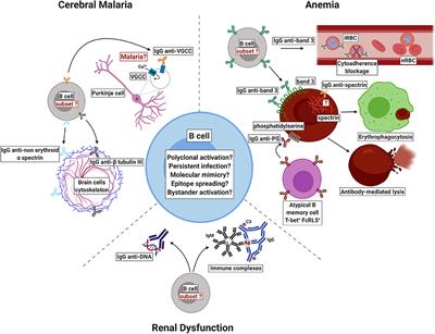 Autoantibodies and Malaria: Where We Stand? Insights Into Pathogenesis and Protection